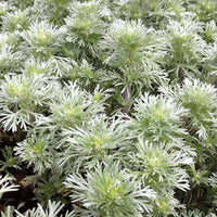 Beifuß Nana - Artemisia schmidtiana nana - Gartenpflanzen