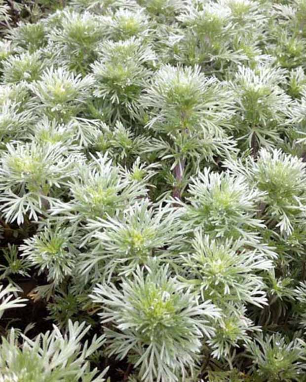 Beifuß Nana - Artemisia schmidtiana nana - Gartenpflanzen