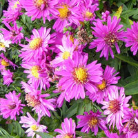 Zwerg-Aster Starlight - Aster novi-belgii starlight - Gartenpflanzen