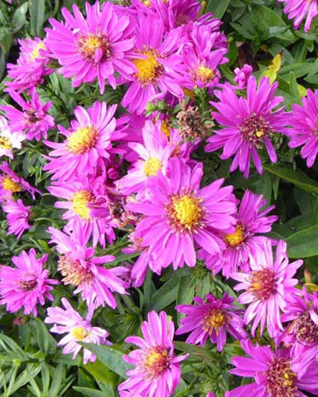 Zwerg-Aster Starlight - Aster novi-belgii starlight - Gartenpflanzen