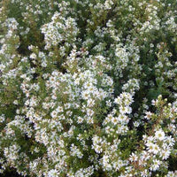 Erikoid-Aster Schneetanne - Aster ericoides schneetanne - Gartenpflanzen