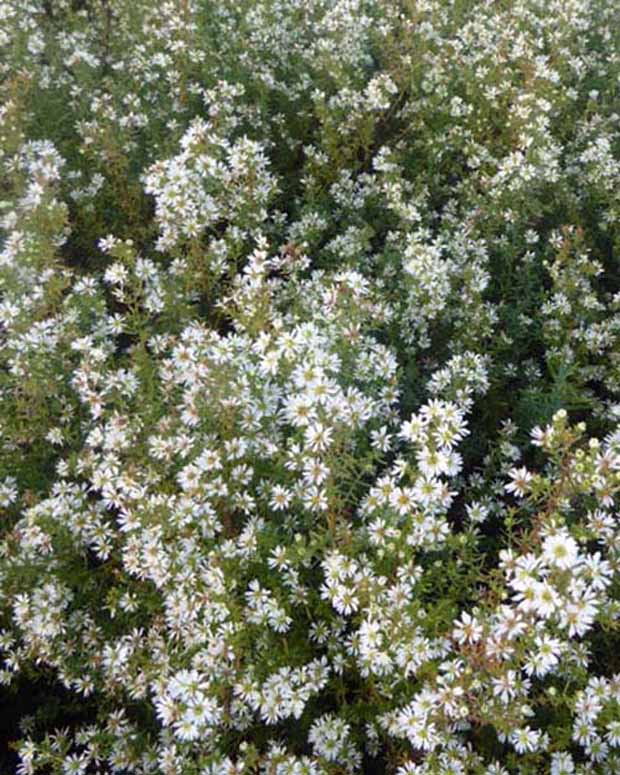 Erikoid-Aster Schneetanne - Aster ericoides schneetanne - Stauden