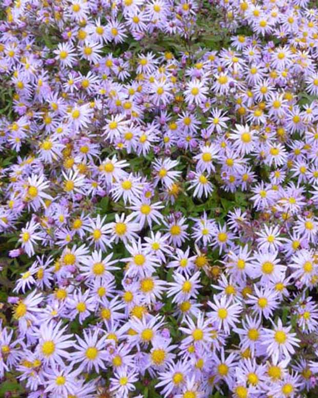 Herbstmargerite Eleven Purple - Aster eleven purple - Gartenpflanzen