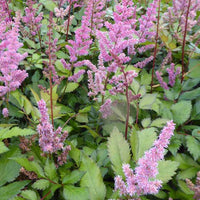 Astilbe Hybrid Maggie Daley - Astilbe maggie daley - Gartenpflanzen