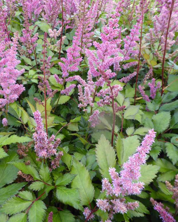 Astilbe Hybrid Maggie Daley - Astilbe maggie daley - Gartenpflanzen