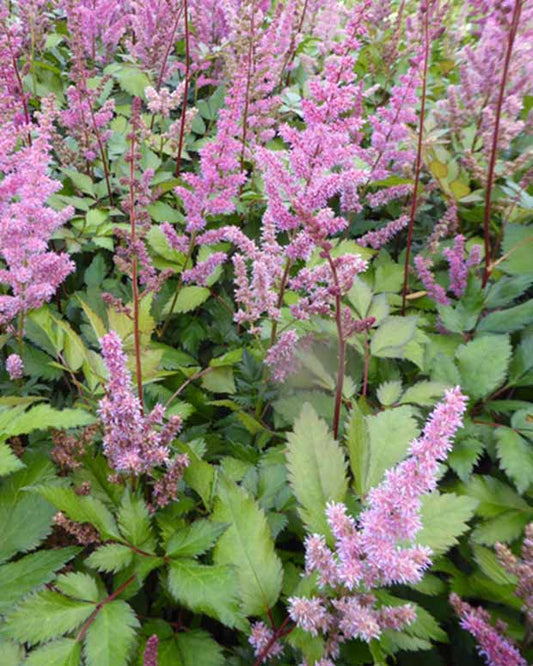 Astilbe Hybrid Maggie Daley - Astilbe maggie daley - Gartenpflanzen