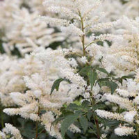 Hybrid-Astilbe Washington - Astilbe washington - Gartenpflanzen