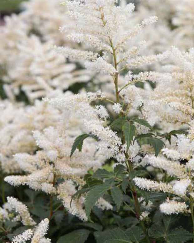 Hybrid-Astilbe Washington - Astilbe washington - Gartenpflanzen