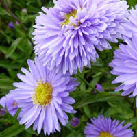 Neu-Belgische Astern Marie Ballard - Aster novi-belgii marie ballard - Gartenpflanzen