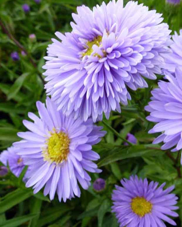 Neu-Belgische Astern Marie Ballard - Aster novi-belgii marie ballard - Gartenpflanzen