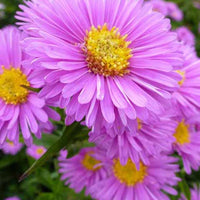 Glattblättrige Astern Patricia Ballard - Aster novi-belgii patricia ballard - Gartenpflanzen