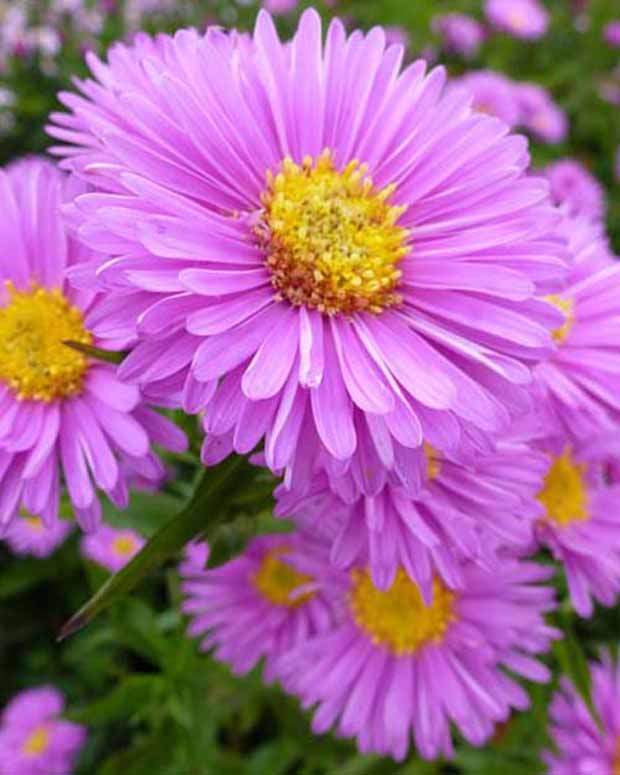 Glattblättrige Astern Patricia Ballard - Aster novi-belgii patricia ballard - Gartenpflanzen