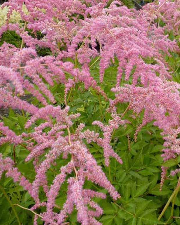 Chinesische Astilbe Straussenfeder - Astilbe thunbergii straussenfeder - Stauden