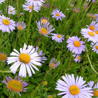 Himalaya-Aster Wartburgstern - Aster tongolensis wartburgstern - Gartenpflanzen