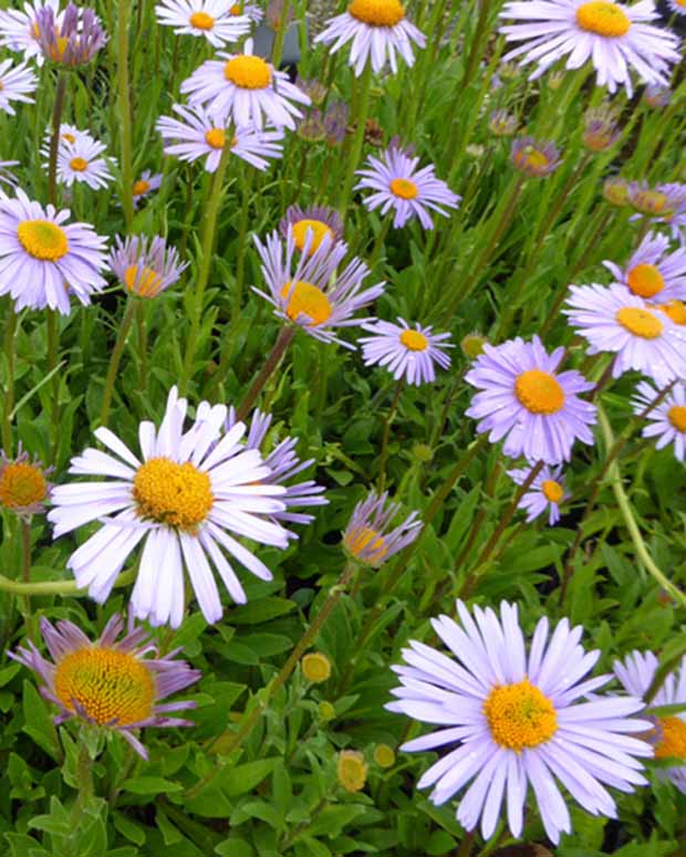 Himalaya-Aster Wartburgstern - Aster tongolensis wartburgstern - Gartenpflanzen