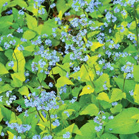 Kaukasisches Vergissmeinnicht Dianes Gold - Brunnera macrophylla dianes gold - Gartenpflanzen