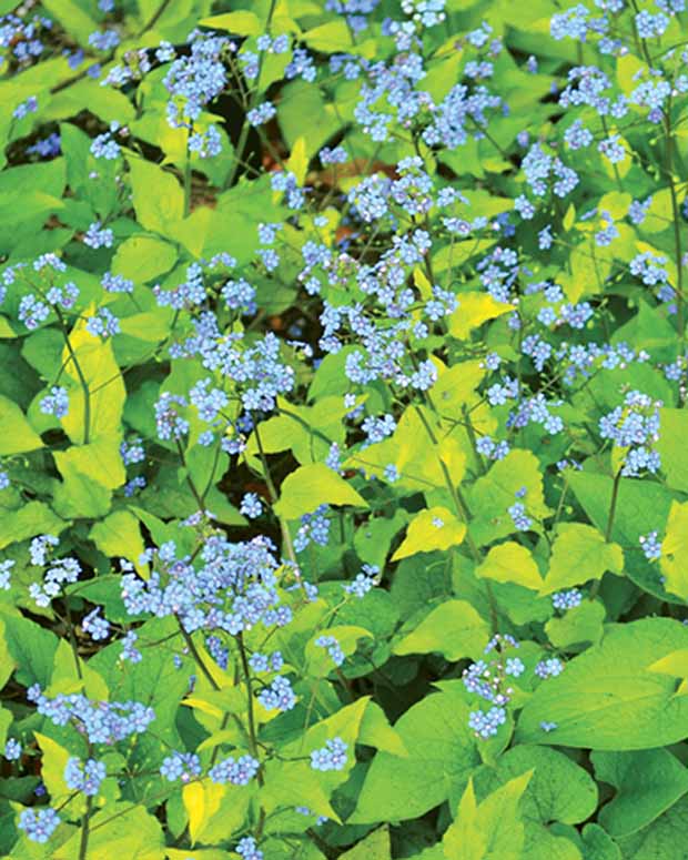 Kaukasisches Vergissmeinnicht Dianes Gold - Brunnera macrophylla dianes gold - Stauden