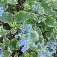 Kaukasisches Vergissmeinnicht Hadspen cream - Brunnera macrophylla hadspen cream - Gartenpflanzen