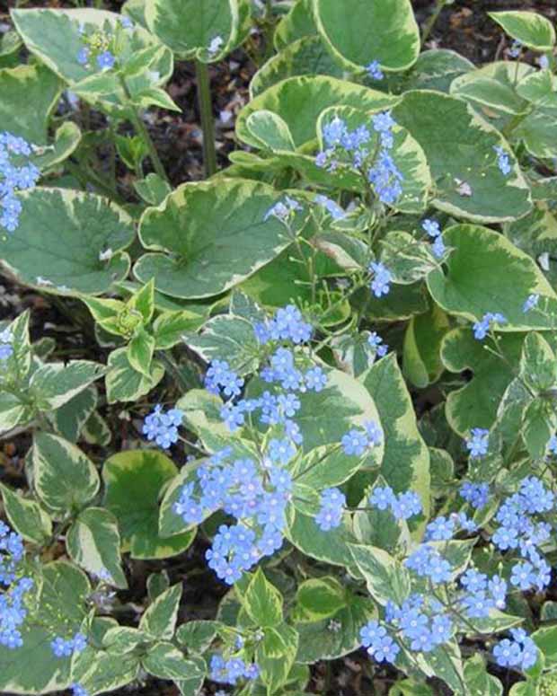 Kaukasisches Vergissmeinnicht Hadspen cream - Brunnera macrophylla hadspen cream - Gartenpflanzen