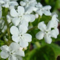 Kaukasisches Vergissmeinnicht Marley's White - Brunnera macrophylla marleys white - Gartenpflanzen