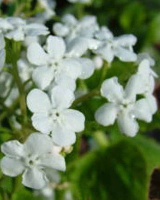Kaukasisches Vergissmeinnicht Marley's White - Brunnera macrophylla marleys white - Gartenpflanzen