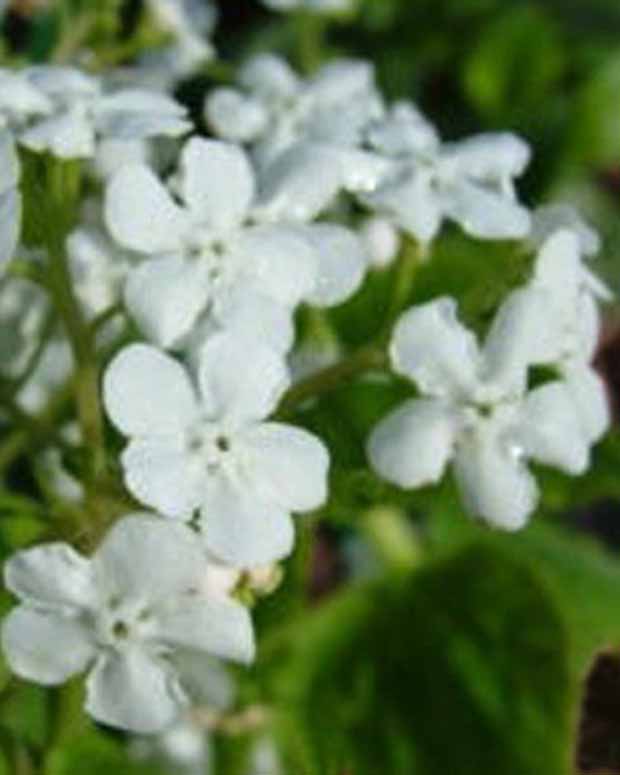 Kaukasisches Vergissmeinnicht Marley's White - Brunnera macrophylla marleys white - Stauden