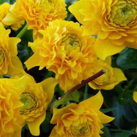 Sumpfdotterblume mit gefüllten Blüten - Caltha palustris plena - Gartenpflanzen