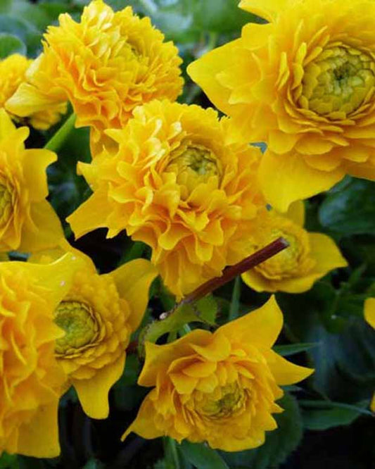 Sumpfdotterblume mit gefüllten Blüten - Caltha palustris plena - Gartenpflanzen