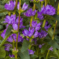 Agglomerierte Glockenblume Freya - Campanula glomerata freya - Gartenpflanzen