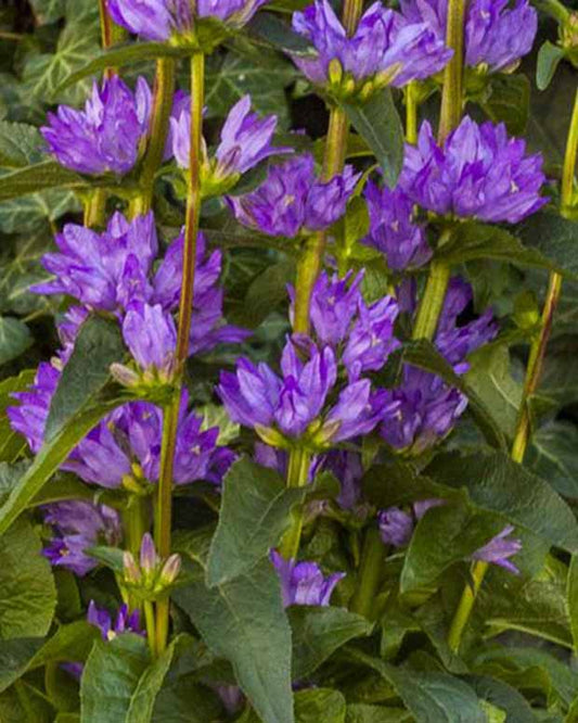 Agglomerierte Glockenblume Freya - Campanula glomerata freya - Gartenpflanzen