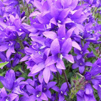 Agglomerierte Glockenblume Joan Elliott - Campanula glomerata joan elliott - Gartenpflanzen