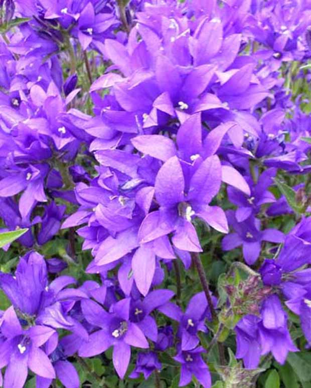 Agglomerierte Glockenblume Joan Elliott - Campanula glomerata joan elliott - Gartenpflanzen