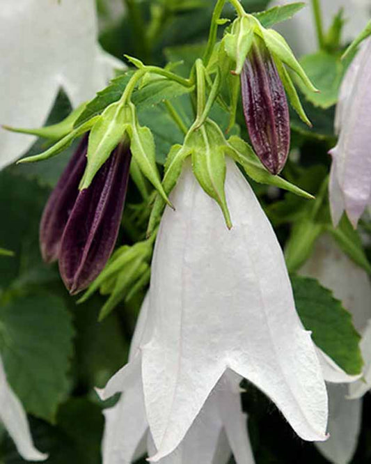 Hybride Glockenblume Iridescent Bells - Campanula iribella iridescent bells - Gartenpflanzen