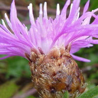 Jakobs-Flockenblume - Centaurea jacea - Gartenpflanzen