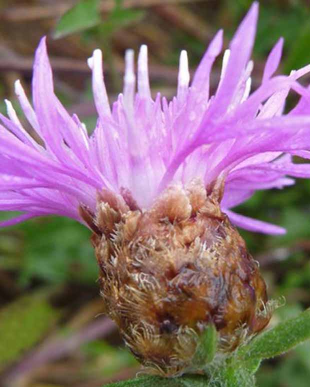 Jakobs-Flockenblume - Centaurea jacea - Gartenpflanzen