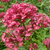 Baldrian Rosenrot - Centranthus ruber rosenrot - Gartenpflanzen