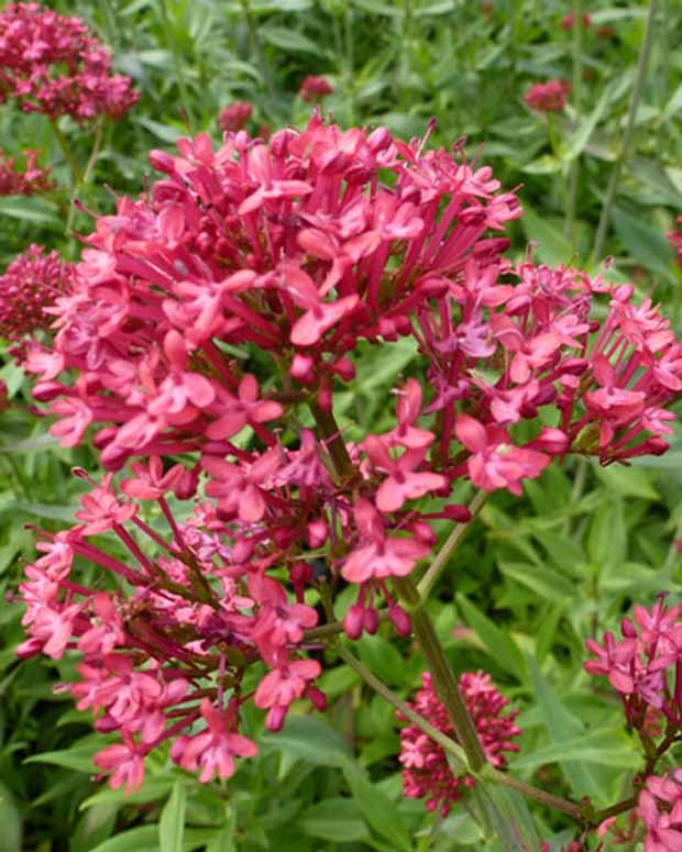 Baldrian Rosenrot - Centranthus ruber rosenrot - Gartenpflanzen