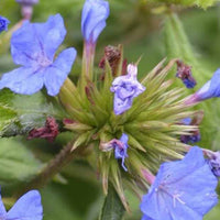 Forest Blue Strauchige Zahnlilie Willmott's Plumbago Forest Blue - Ceratostigma willmottianum lice forest blue - Gartenpflanzen