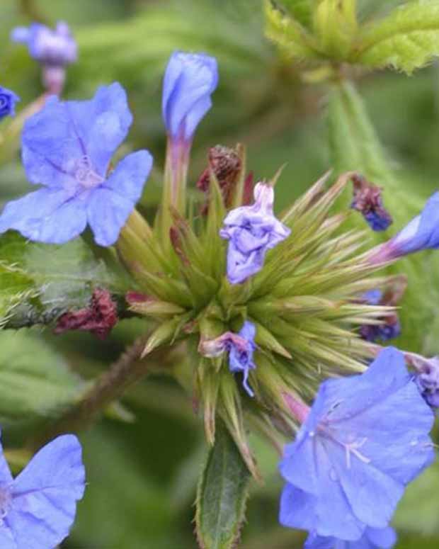 Forest Blue Strauchige Zahnlilie Willmott's Plumbago Forest Blue - Ceratostigma willmottianum lice forest blue - Gartenpflanzen