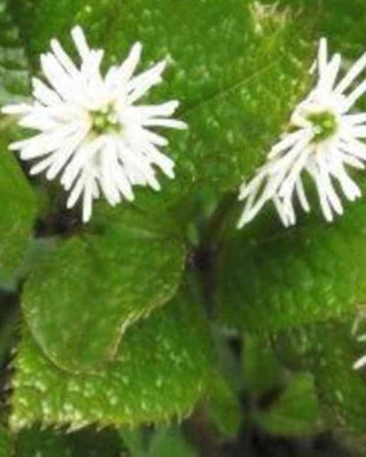 Japanischer Chloranthe - Chloranthus japonicus - Gartenpflanzen