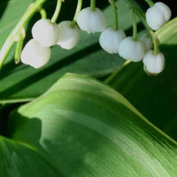 Maiglöckchen Hofheim - Convallaria majalis hofheim - Gartenpflanzen