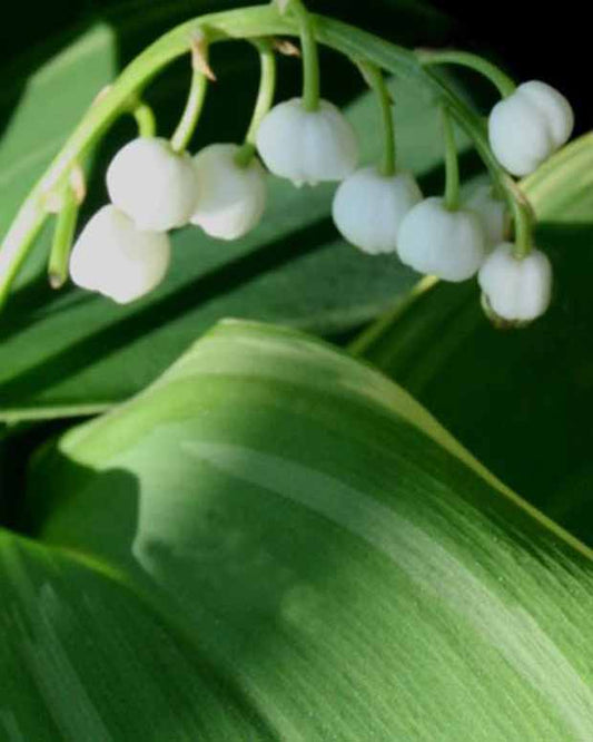 Maiglöckchen Hofheim - Convallaria majalis hofheim - Gartenpflanzen