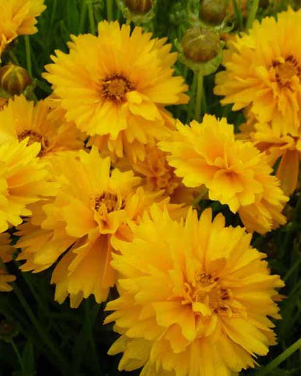 Großblumige Coreopsis Sunray - Coreopsis grandiflora sunray - Gartenpflanzen