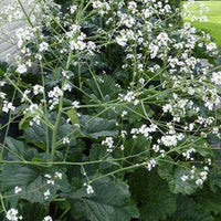 Weißer Wolkenkohl - Crambe cordifolia - Gartenpflanzen