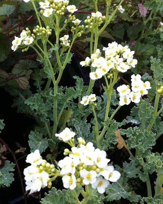 Crambe maritima Meereskohl - Crambe maritima - Gartenpflanzen