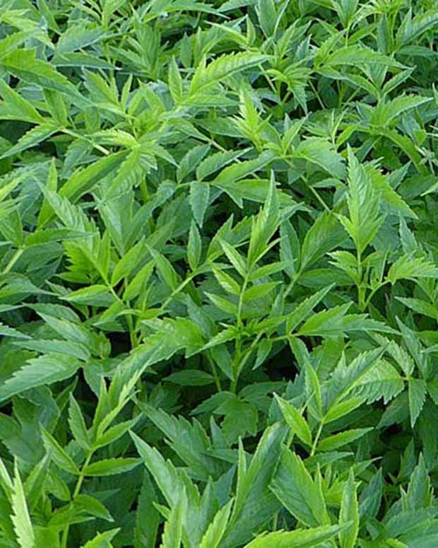 Mehrjähriger Hanf - Datisca cannabina - Gartenpflanzen