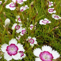 Delta-Ösen Arctic Fire - Dianthus deltoides arctic fire - Gartenpflanzen