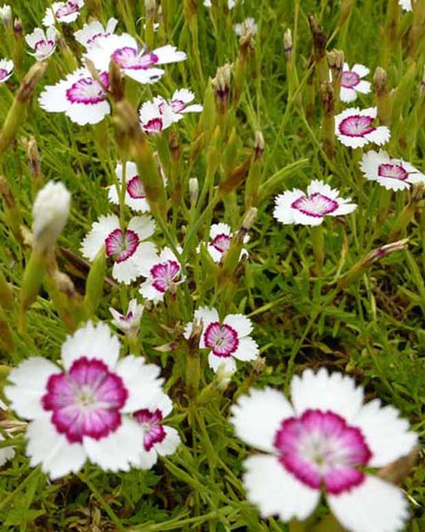 Delta-Ösen Arctic Fire - Dianthus deltoides arctic fire - Stauden