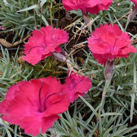 Pfingst-Nelken Badenia - Dianthus gratianopolitanus badenia - Gartenpflanzen