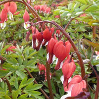 Marienherz Valentine Lamprocapnos spectabilis Valentine - Dicentra spectabilis hordival valentine - Gartenpflanzen